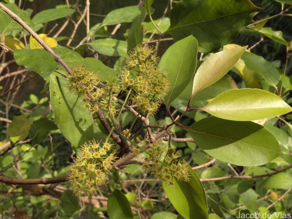 Combretum albidum G.DonRoxb. ex G.Don